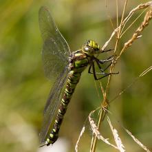 Šidlo modré - samička