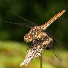 Vážka obyčajná