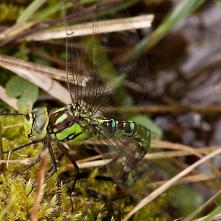 Šidlo modré pri kladení vajíčok