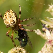 Križiak a bzučivka