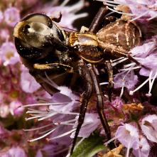 Xysticus sp. - behárik s korisťou