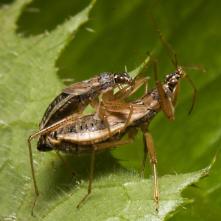 Párik dravček Himacerus apterus
