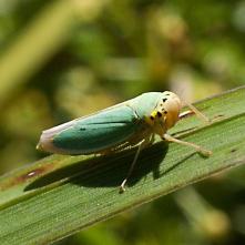 Cikádka zelená