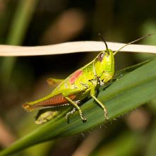 Koník Euthystira brachyptera