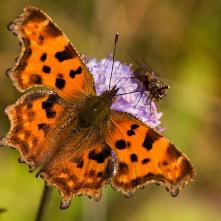 Babôčka zubatokrídla