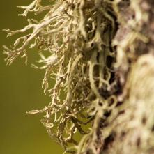 Pakonárik otrubový