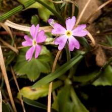Prvosienka pomúčena - 8.9.2012