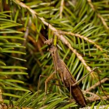 Modlivka zelená - samček, 8.9.2012