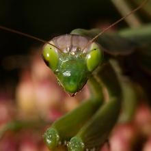 Portrét modlivky zelenej
