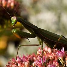 Modlivka zelená v strehu