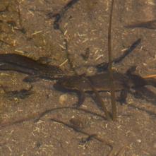 

Mlok karpatský párik