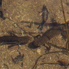 Mlok karpatský párik