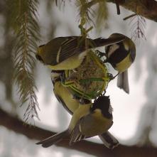 Sýkorky na lojovej guli