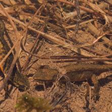 Mlok karpatský pri dvorení