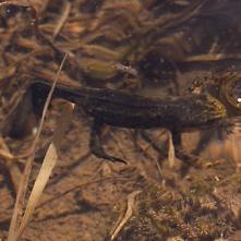 Mlok pri vypúšťaní vydýchaného vzduchu vo forme bubliny