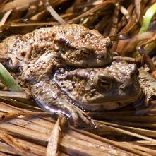 Zasnený pohľad ropúch pri kopulácii