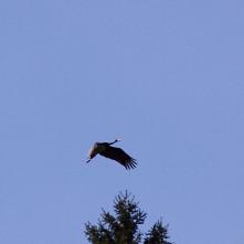 Bocian čierny 5.5.2013