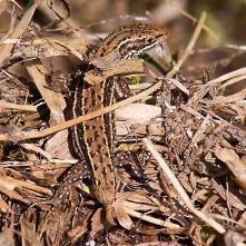 Jašterica s kýpťom chvosta