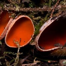 Ohnivec šarlátový