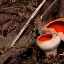 Ohnivec šarlátový