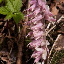 Zubovník šupinatý