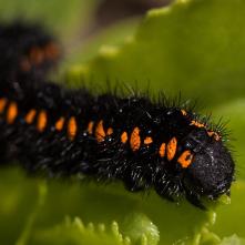 Husenica jasoňa červenookého 8.5.2013
