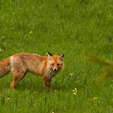 Líška hrdzavá na lúke pod Srnčími skalami