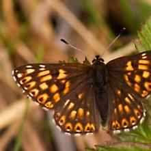 Hájovník prvosienkový