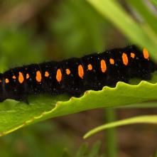 Húsenica jasoňa červenookého
