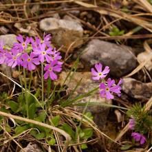 Prvosienka pomúčená