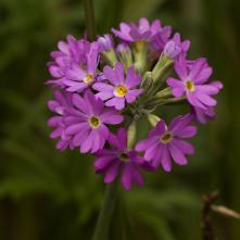 Prvosienka pomúčená