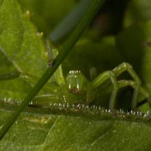 Osmoočko smaragdové