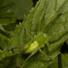 Osmoočko smaragdové