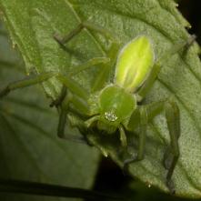 Osmoočko smaragdové