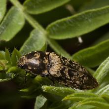 Kováčik Prostermon tesselatum