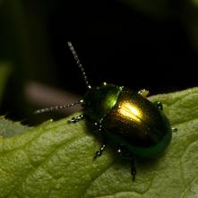 Liskavka ľubovníková Chrysolina varians