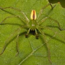 Osmoočko smaragdové