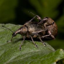 Tvrdoň smrekovcový pri kopulácii.