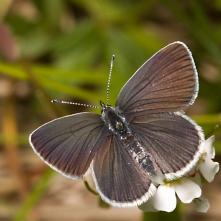 Modráčik najmenší