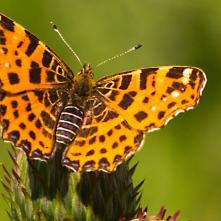 Babôka sieťkovaná