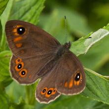 Očkáň jačmienkový