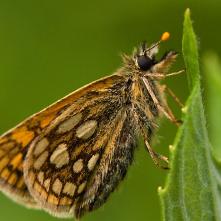 Súmračník skorocelový