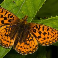 Perlovec jahodníkový