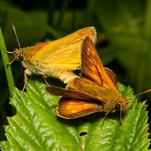 Súmračník čiarkovaný