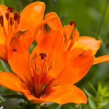 Ľalia cibuľkonosná