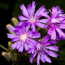 Mliečivec alpínsky