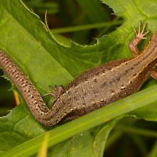 Jašterica živorodá