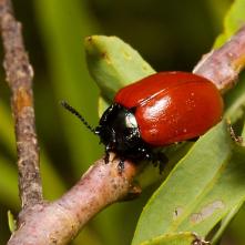 Pásavka topoľová Melasoma populi