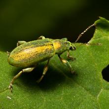 Šupináčik stromový