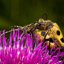 Fúzač štvorškvrný